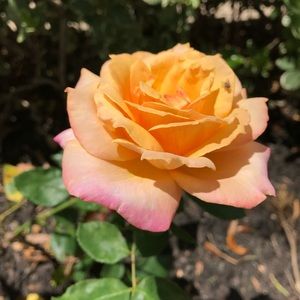 Meet your Posher, Nissy